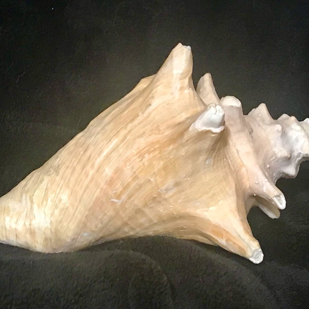 Conch Shell Decor - Picture 4 of 4